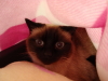 [Photograph of polly ]