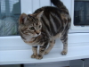 [Photograph of tilly ]