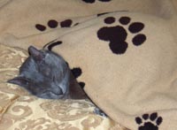 [Photograph of Q asleep under a blanket]