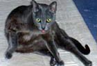 [Photograph of Q grooming himself]